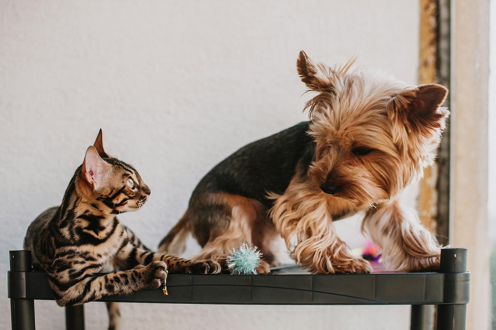 holistic vs traditional pet nutrition