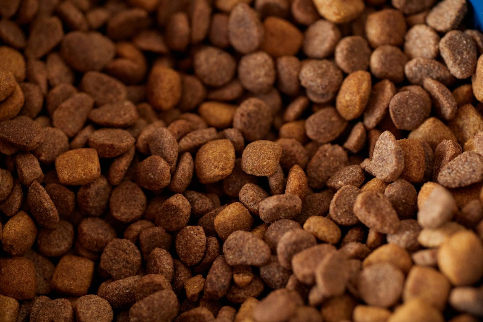 fresh dog food vs kibble
